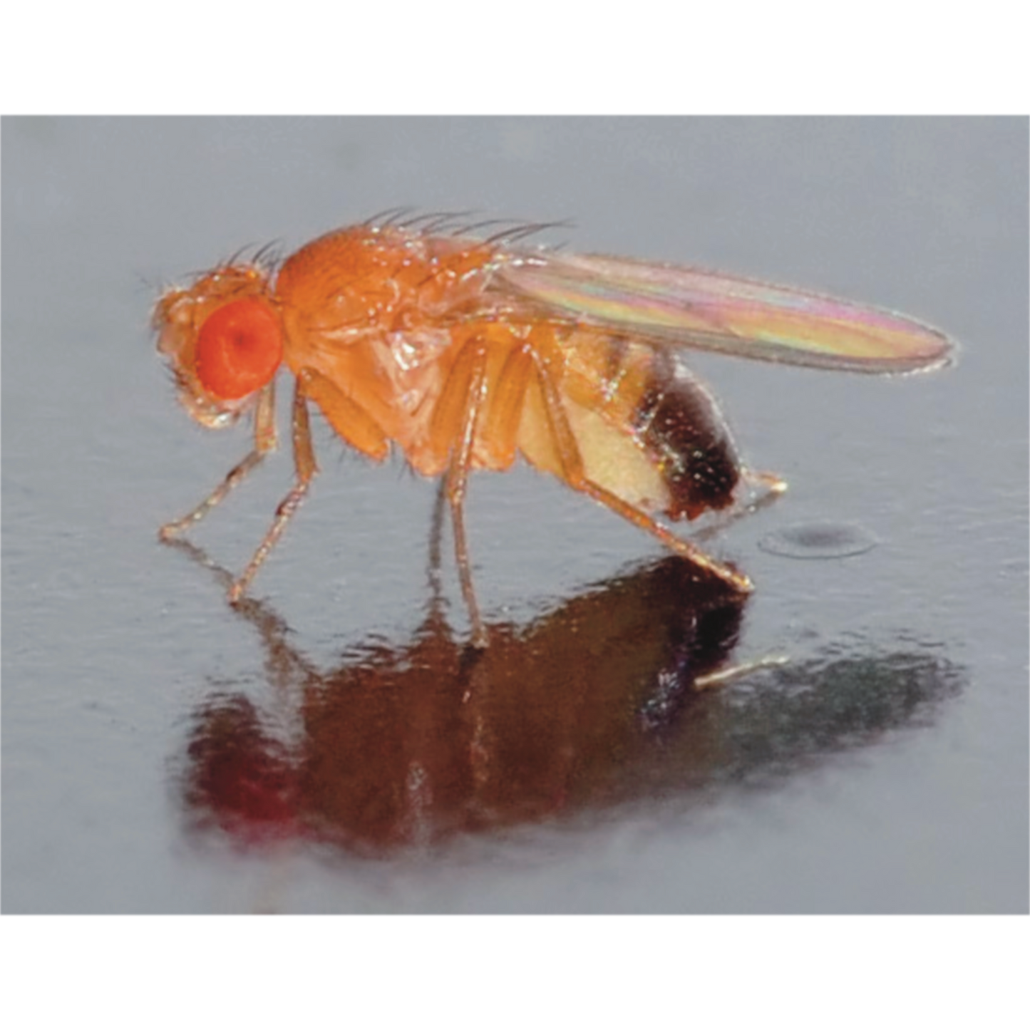 Drosophila